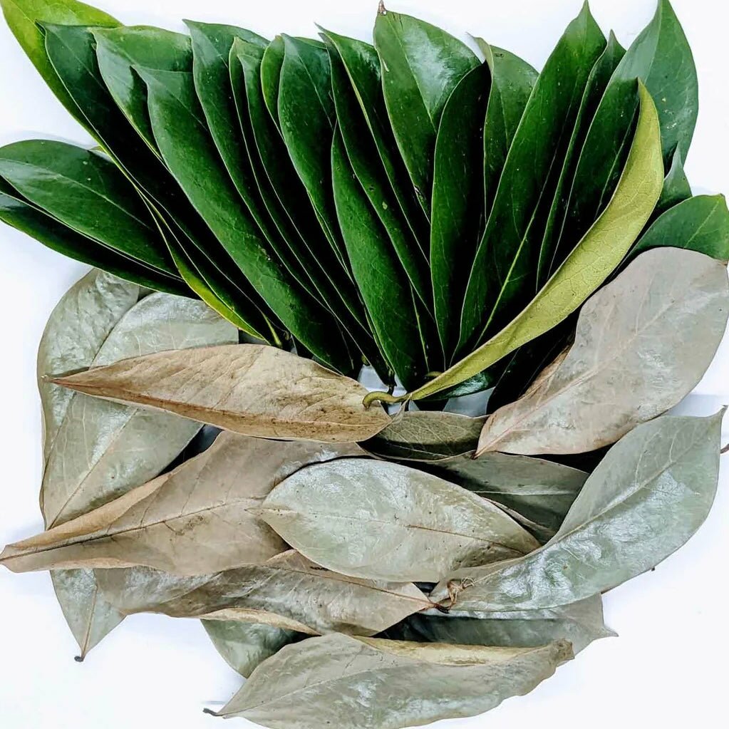 Soursop Leaves - Guanabana - Graviola - 14 grams