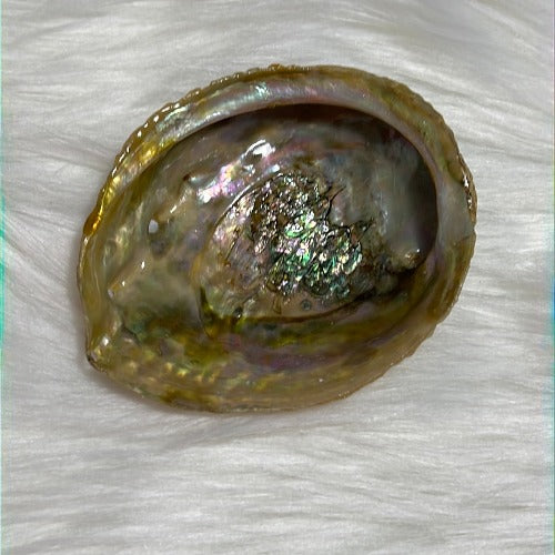 Abalone shell from Mexico - Smudging bowl