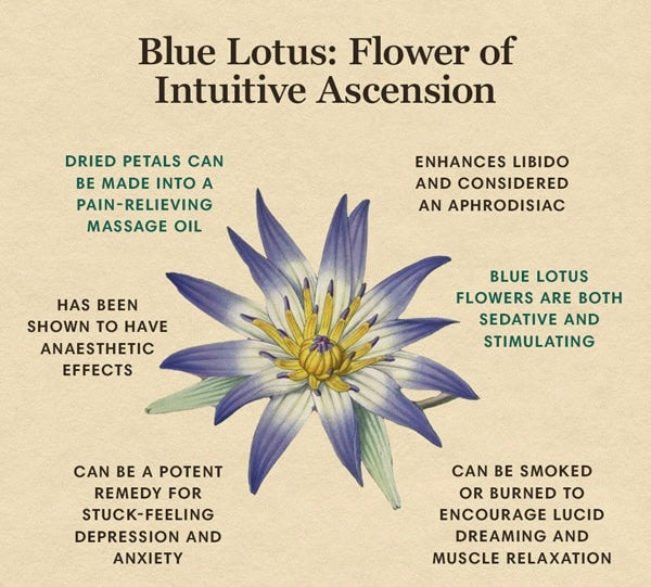 All you need to Know on Blue Lotus Flowers - Organic Egyptian Blue lotus -  Benefits & Uses