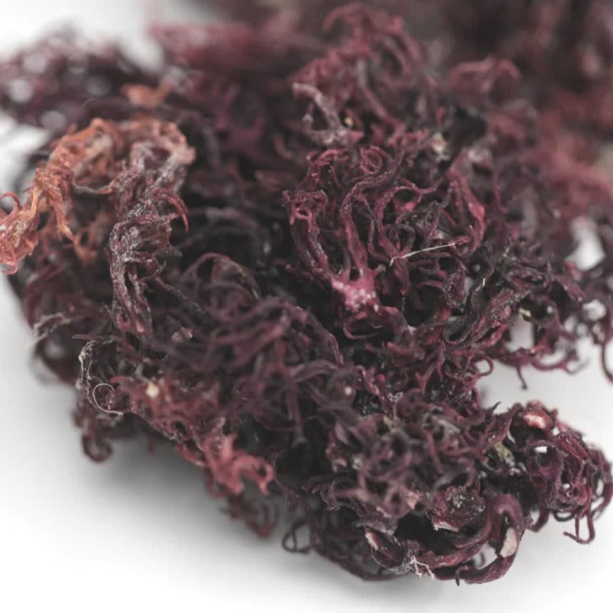 Raw Purple Sea Moss - Wildcrafted from Jamaica