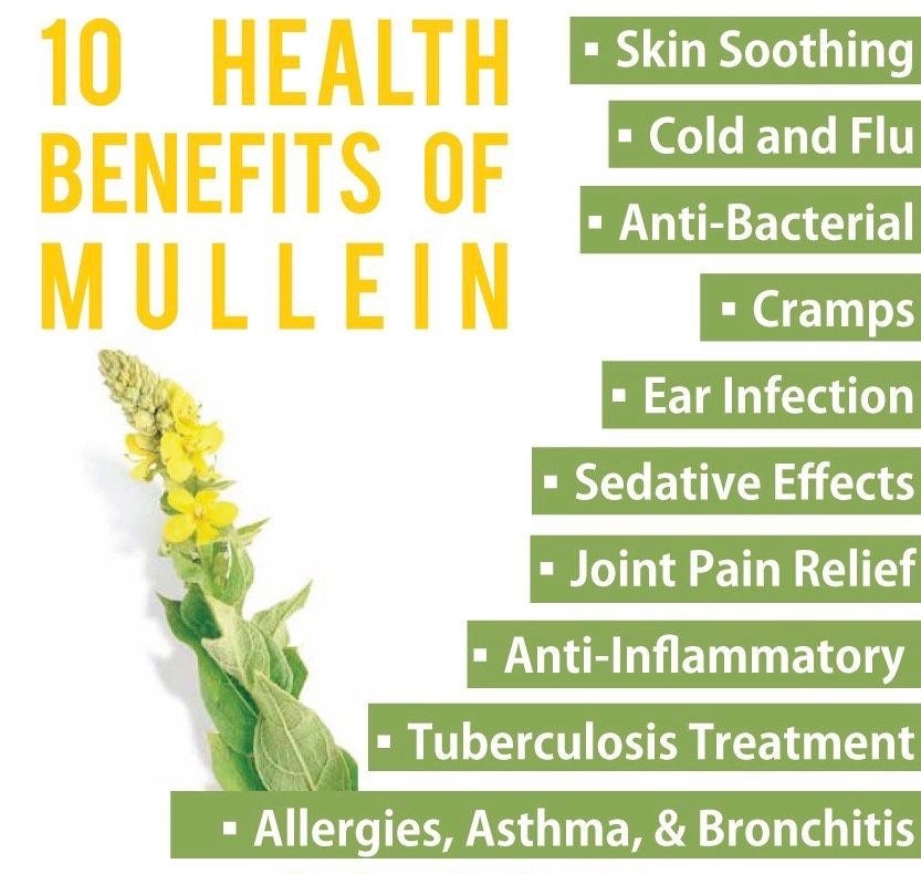 10 health benefits of Mullein herb